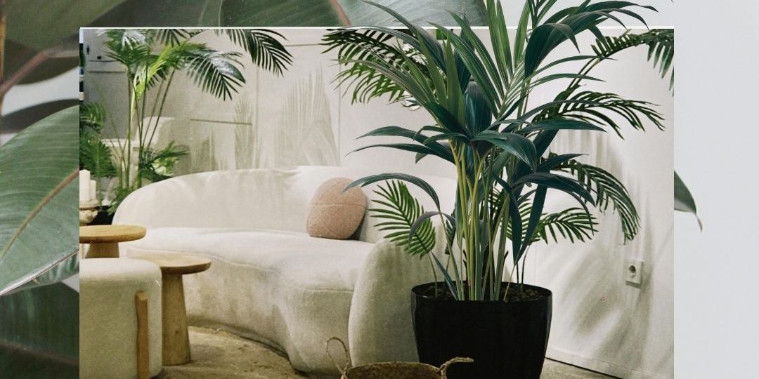 Caroline_iyolo_SiteWeb_99_Blog_10_plantes_interieur_pour_votre_deco_0