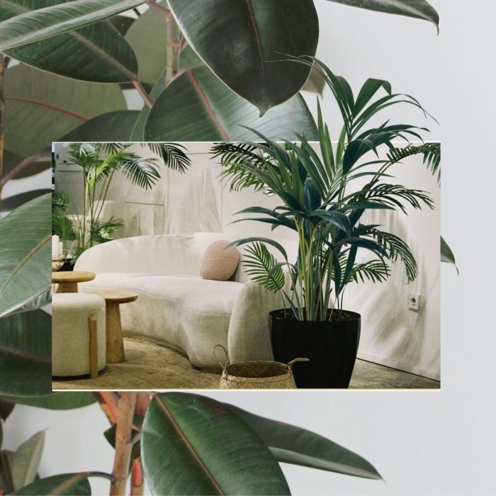 Caroline_iyolo_SiteWeb_99_Blog_10_plantes_interieur_pour_votre_deco_0