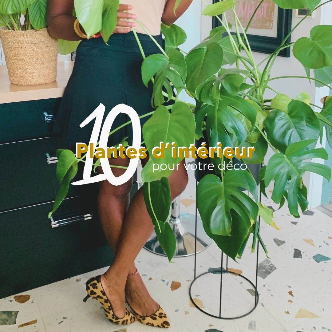 10 plantes d intérieur pour votre déco