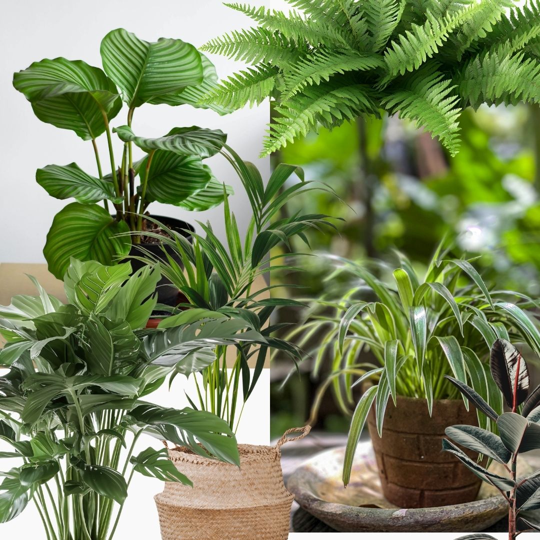 décoration intérieure décoratrice interieur plantes